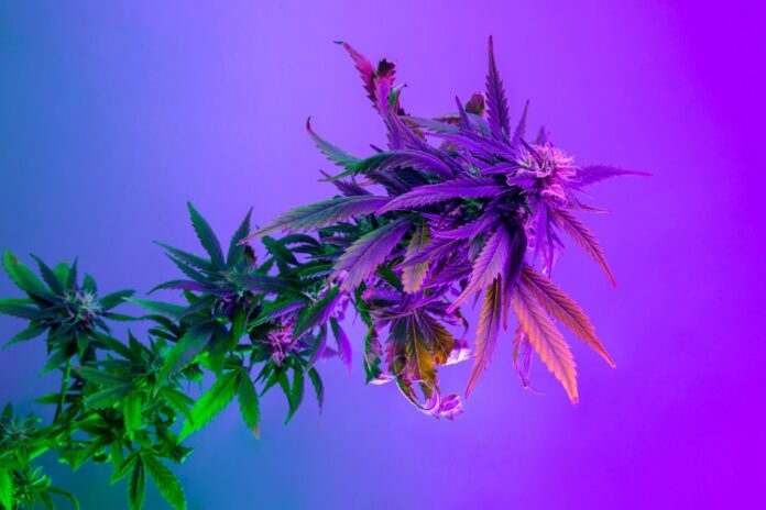 THC Psychedelic